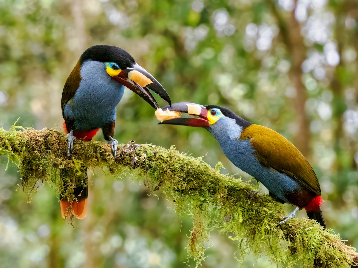 Plate-billed Mountain-Toucan - ML637826645