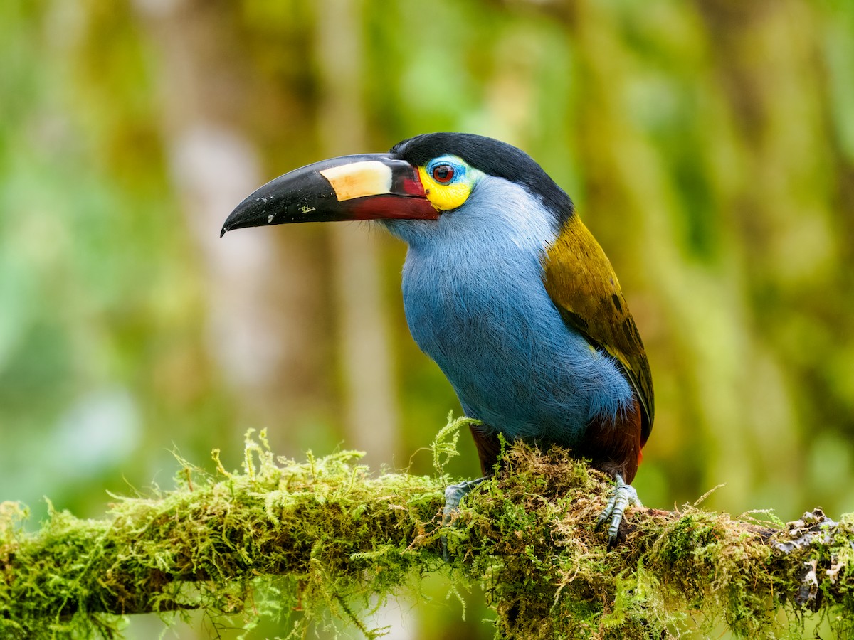 Plate-billed Mountain-Toucan - ML637826647