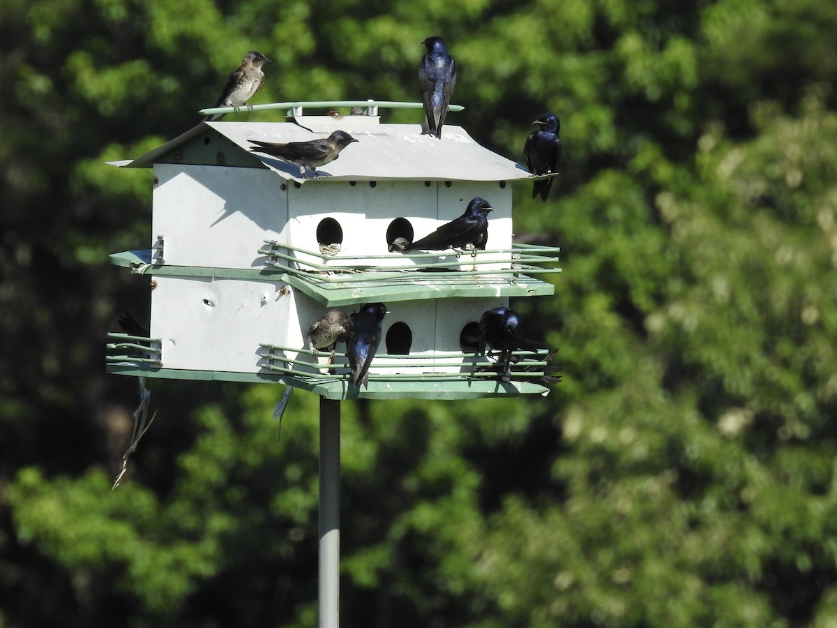 Purple Martin - ML637826654