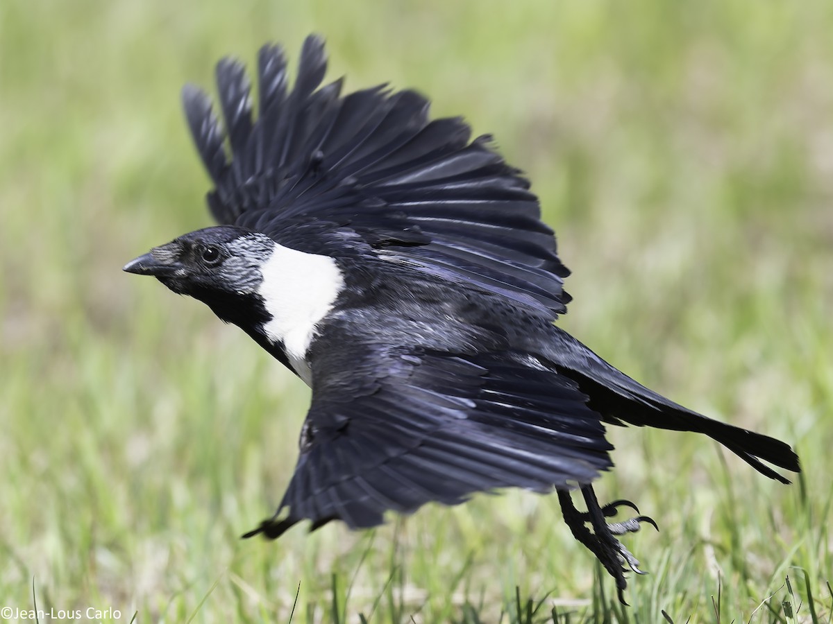 Daurian Jackdaw - ML637826667