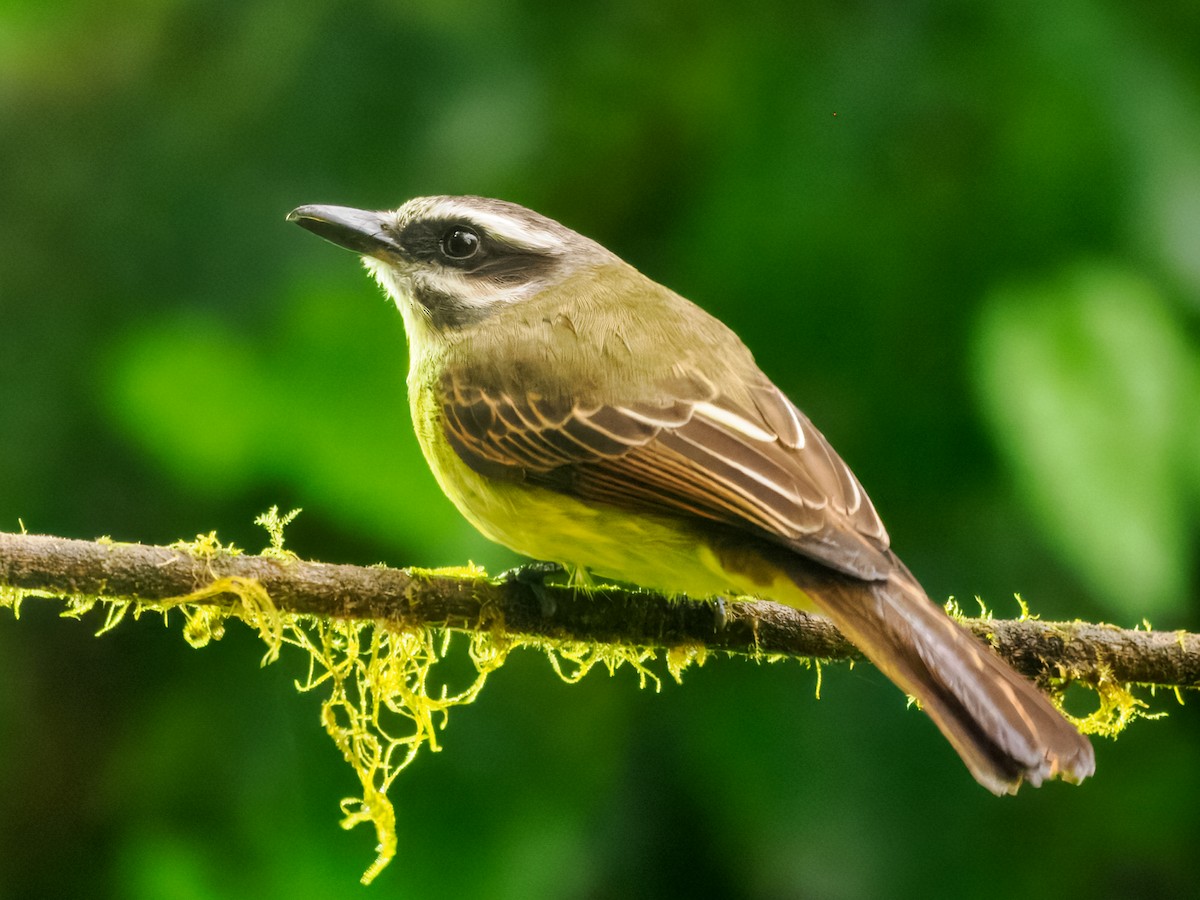 Golden-bellied Flycatcher - ML637826669