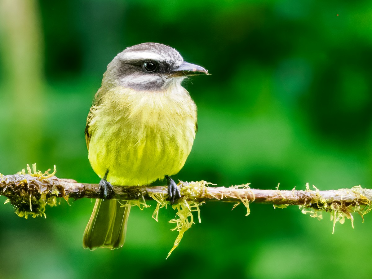Golden-bellied Flycatcher - ML637826670