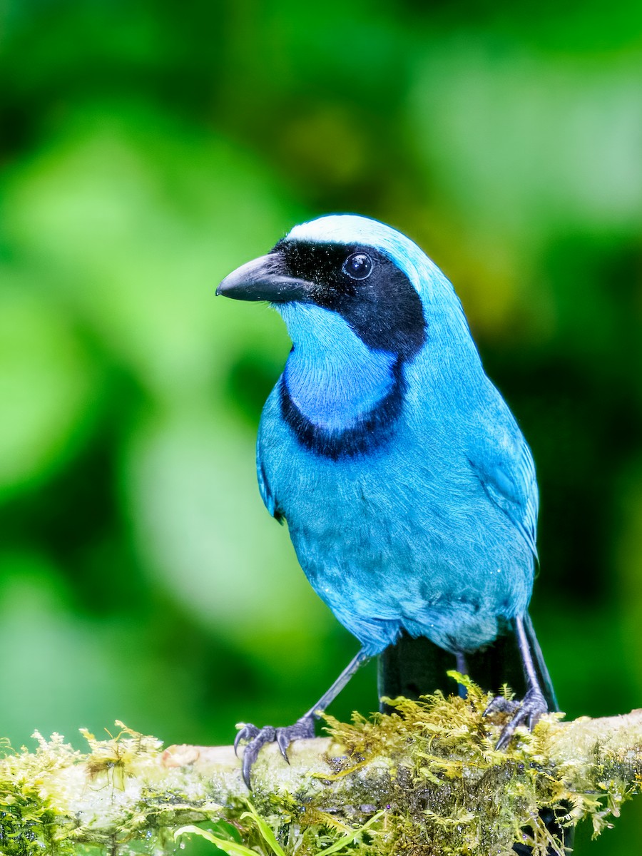 Turquoise Jay - ML637826677
