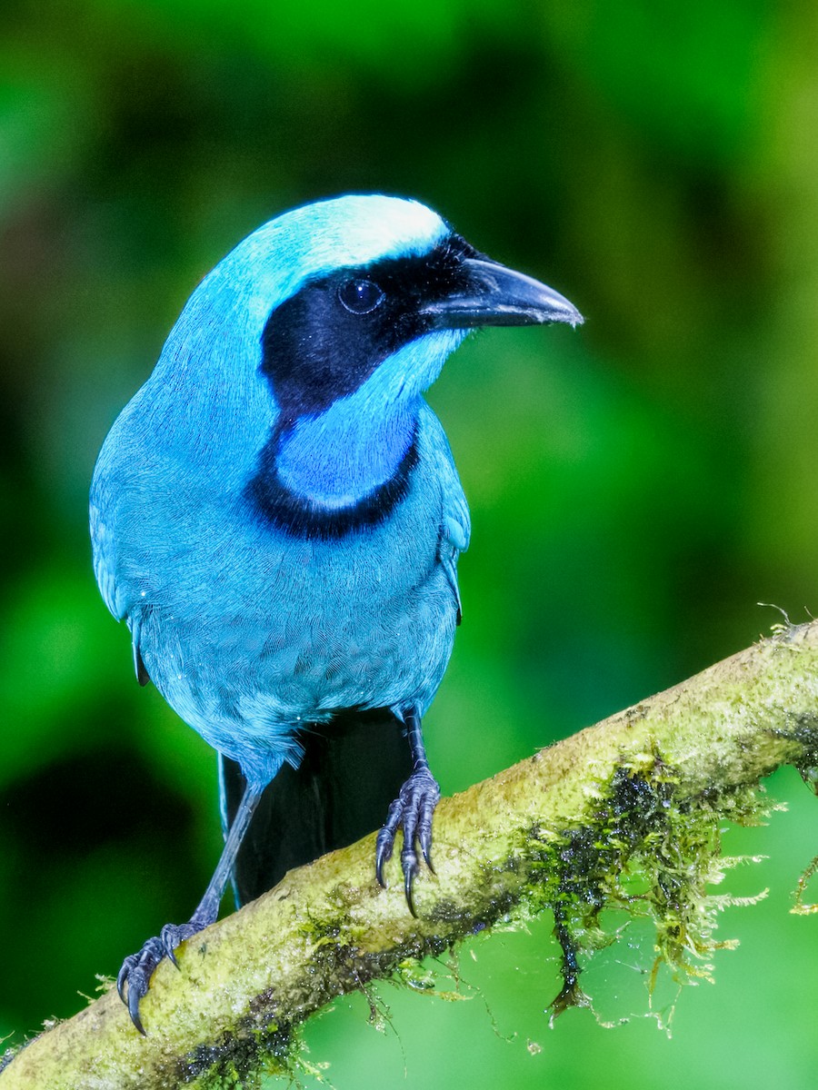 Turquoise Jay - ML637826678