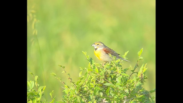 Dickcissel - ML637826697