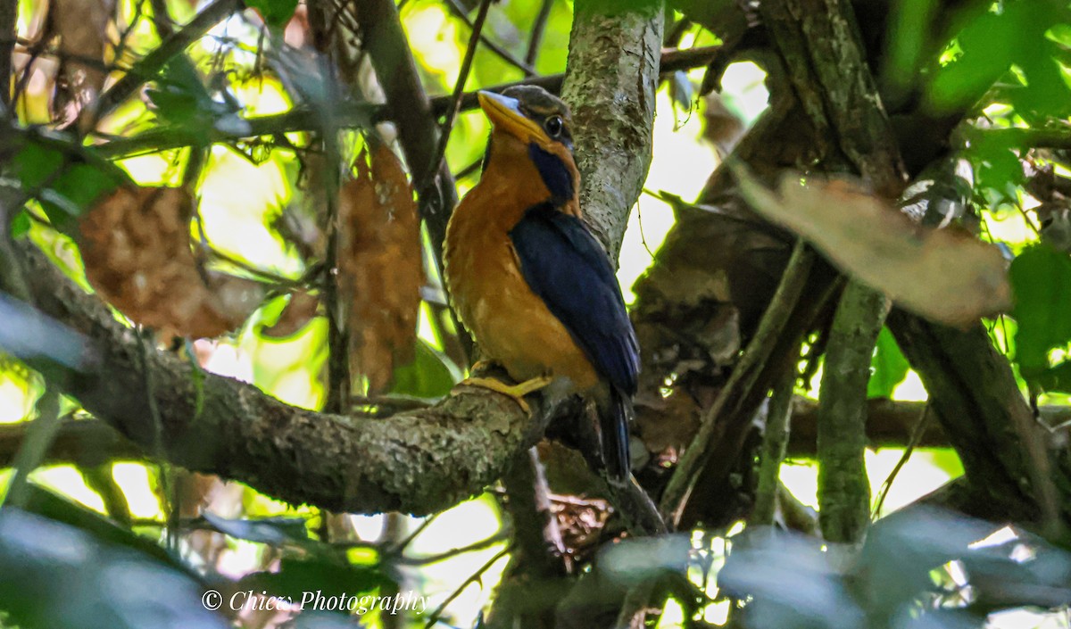 Rufous-collared Kingfisher - ML637826706