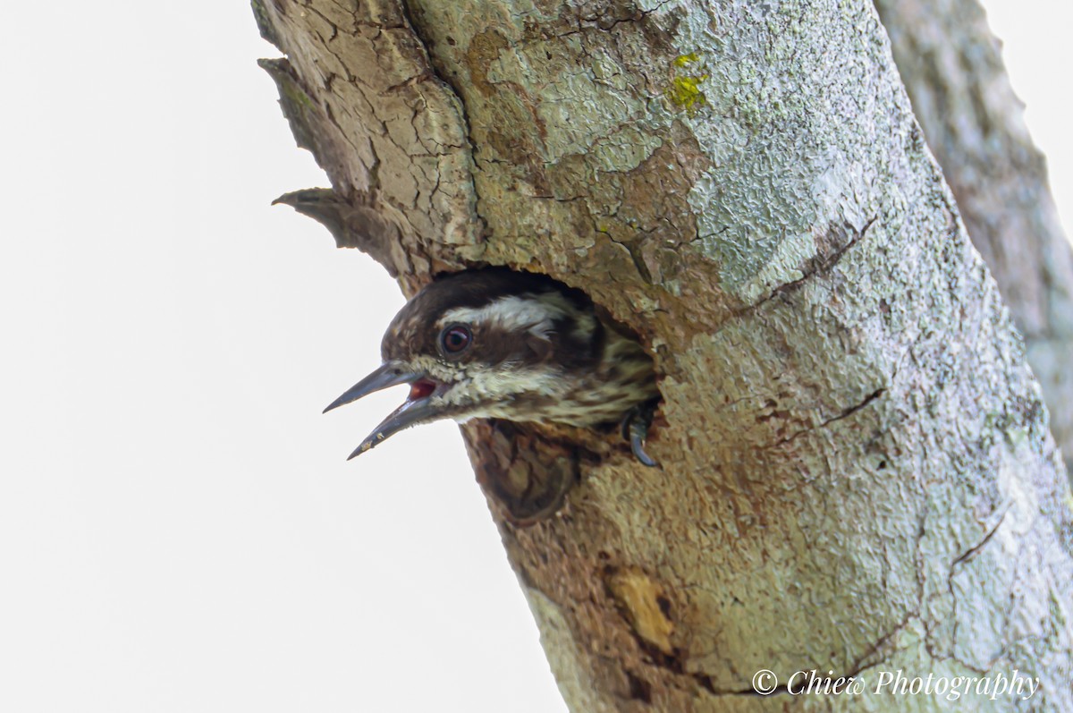 Sunda Pygmy Woodpecker - ML637826713