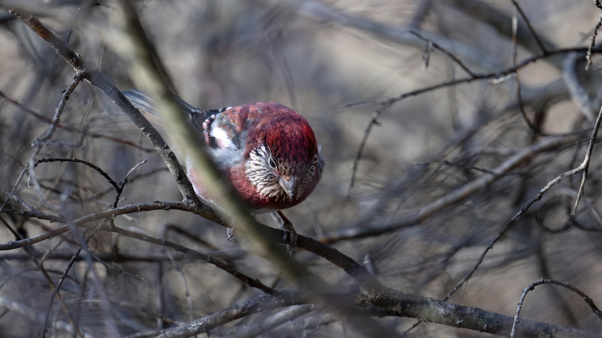 Three-banded Rosefinch - ML637826715
