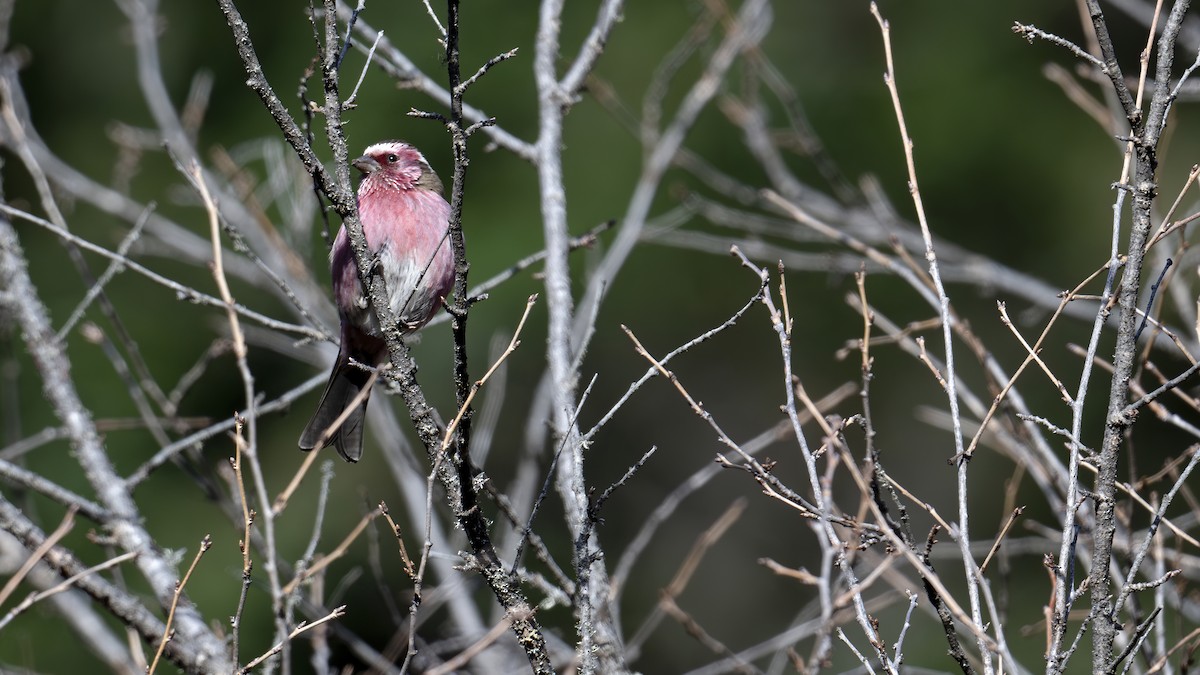 Chinese White-browed Rosefinch - ML637826719