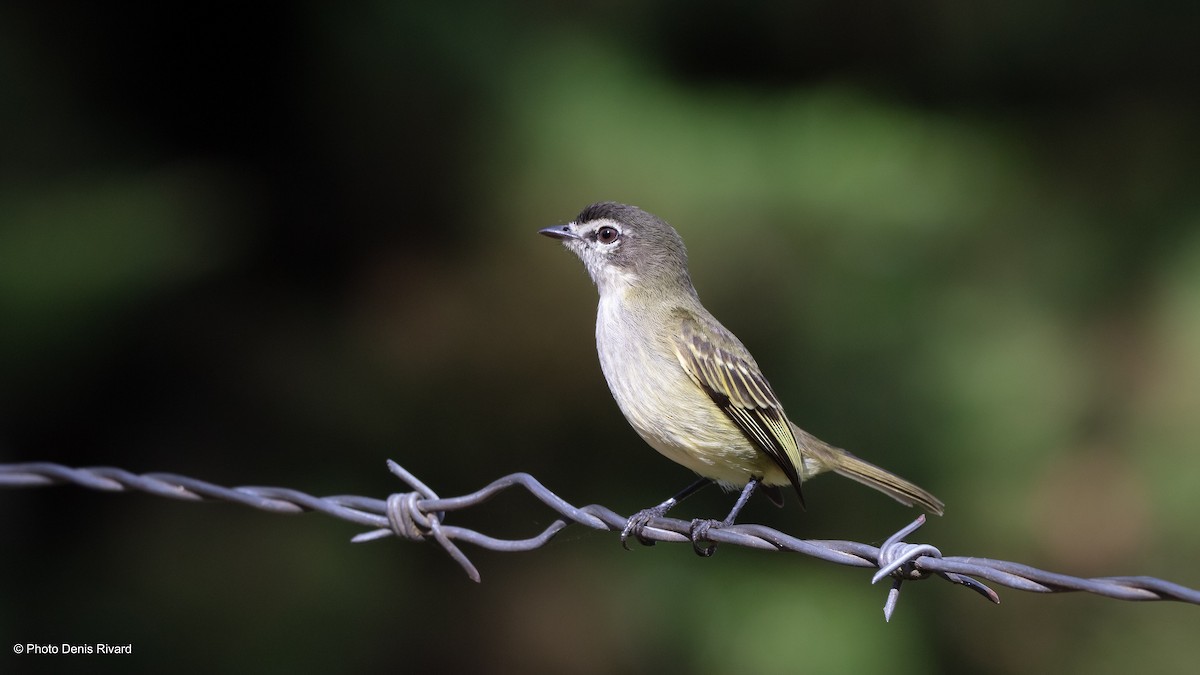 Spectacled Tyrannulet - ML637826723
