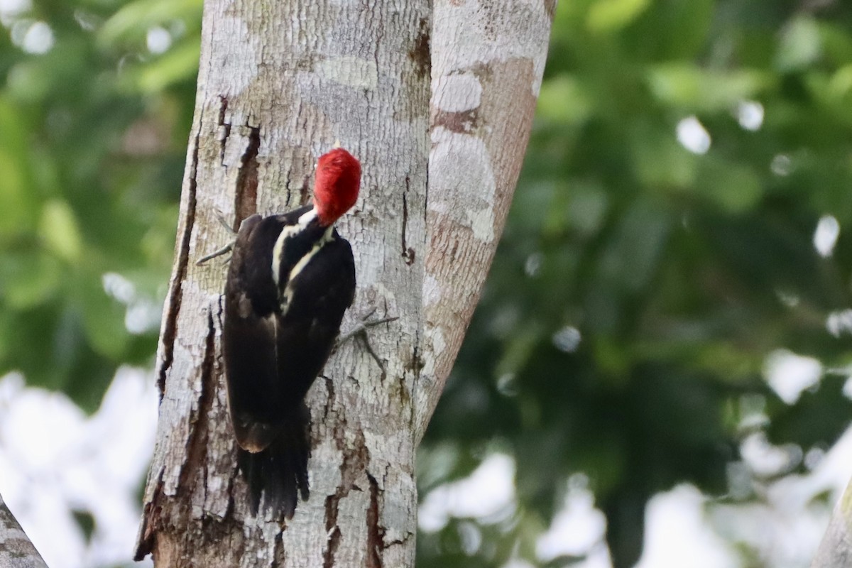 Pale-billed Woodpecker - ML637826726