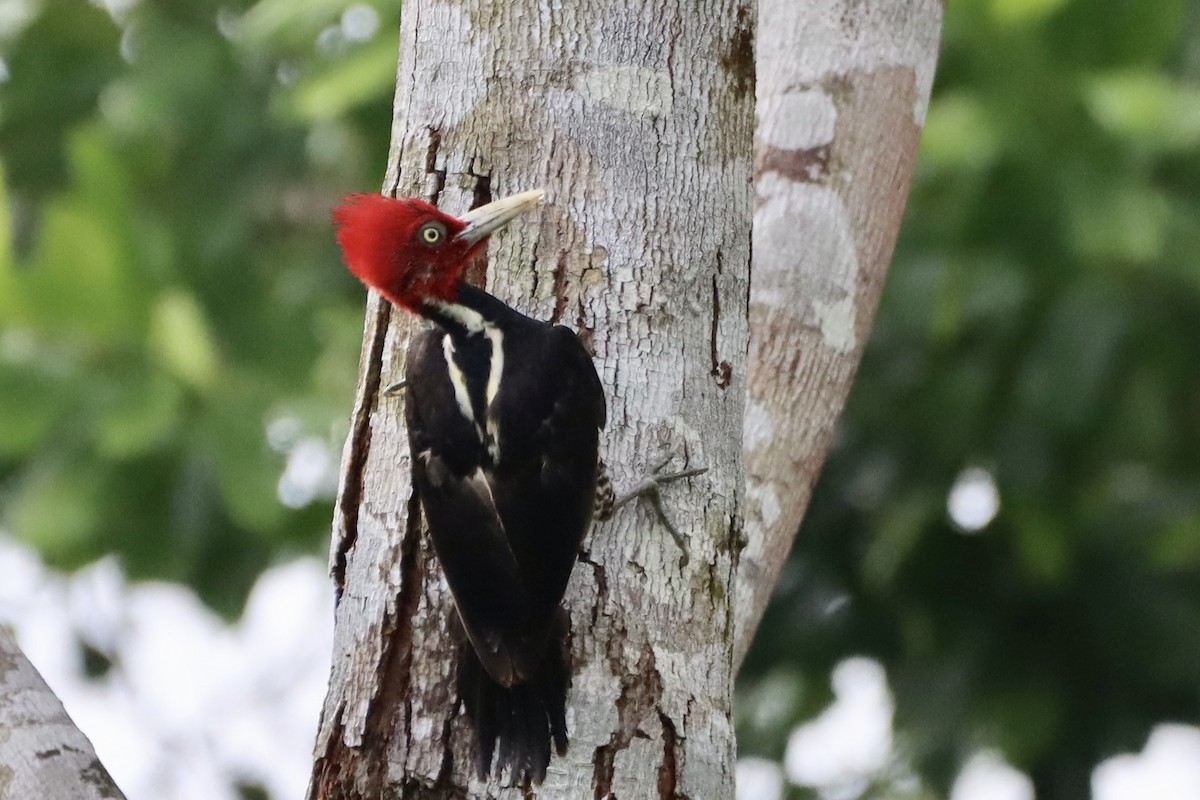 Pale-billed Woodpecker - ML637826727