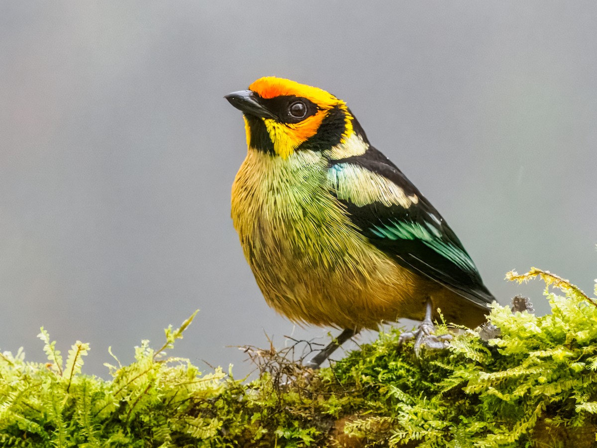 Flame-faced Tanager - ML637826729