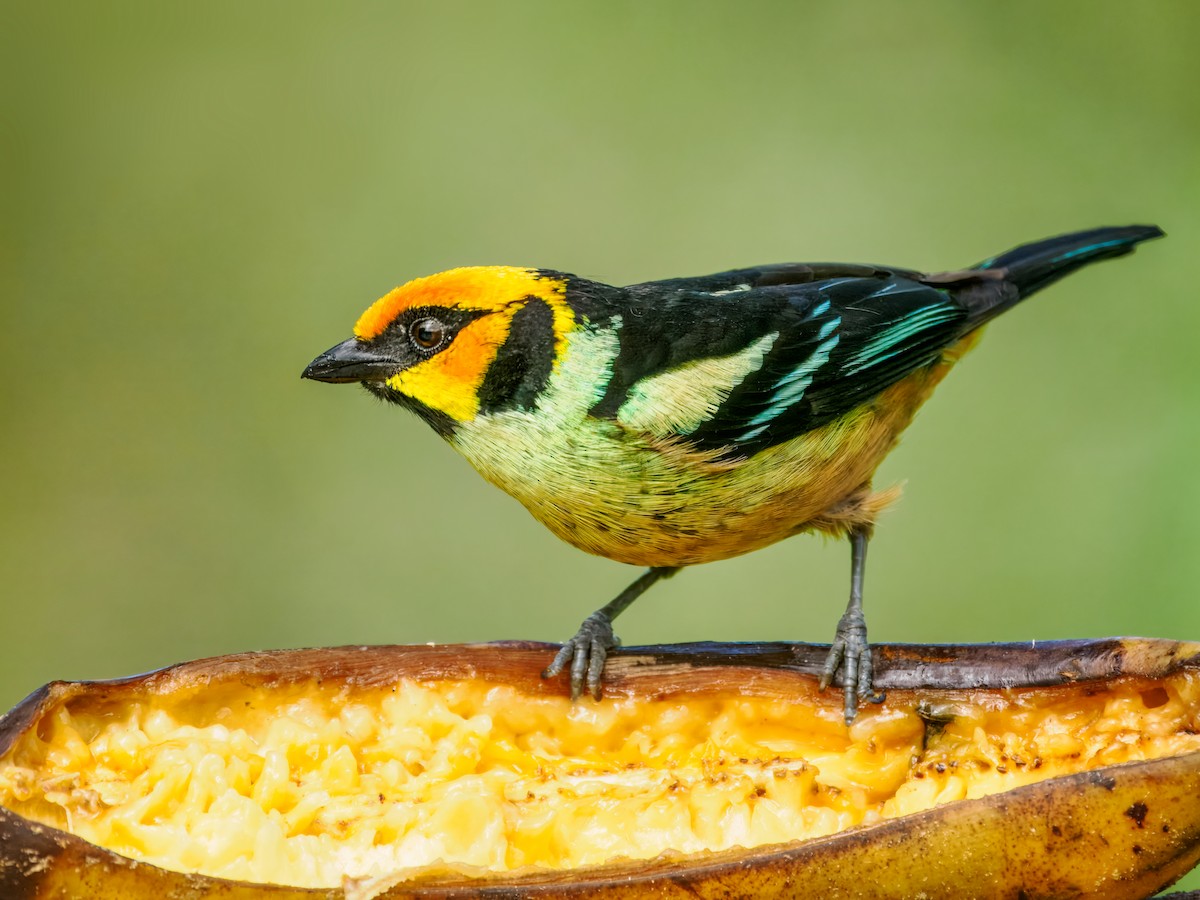 Flame-faced Tanager - ML637826730