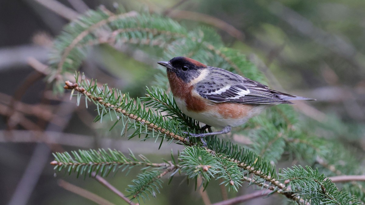 Bay-breasted Warbler - ML637826740