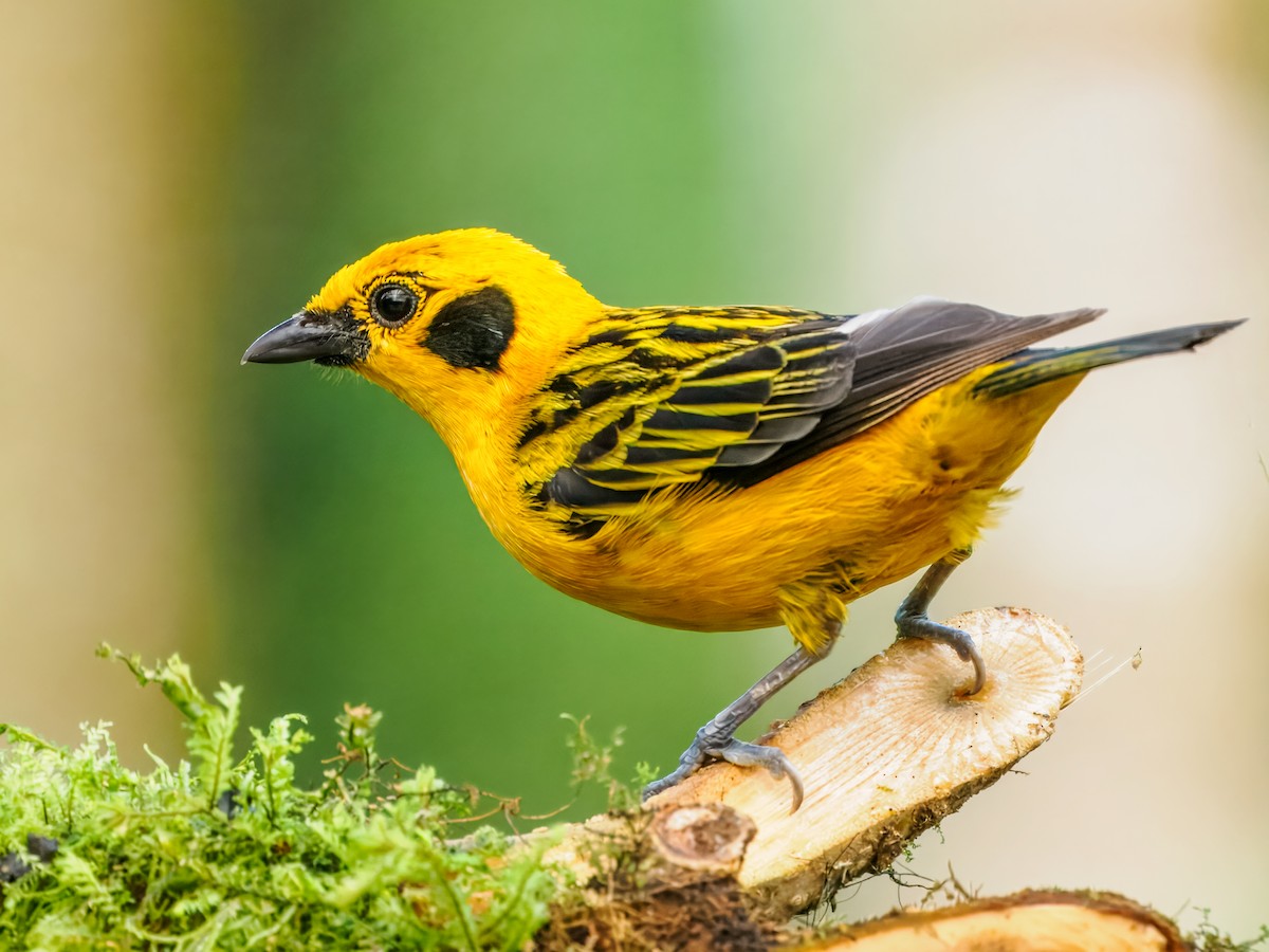 Golden Tanager - ML637826748