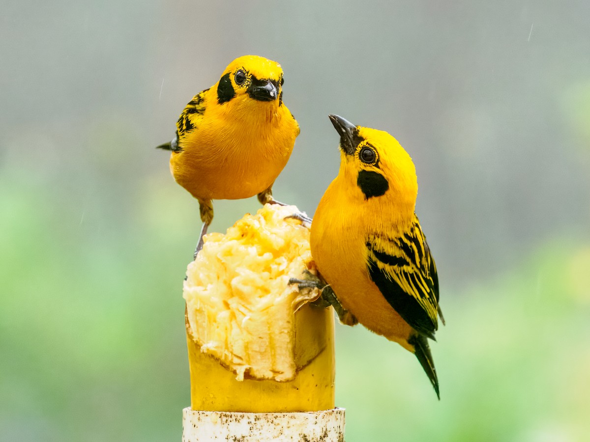 Golden Tanager - ML637826749