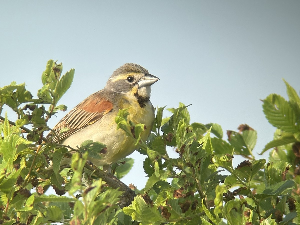 Dickcissel - ML637826764