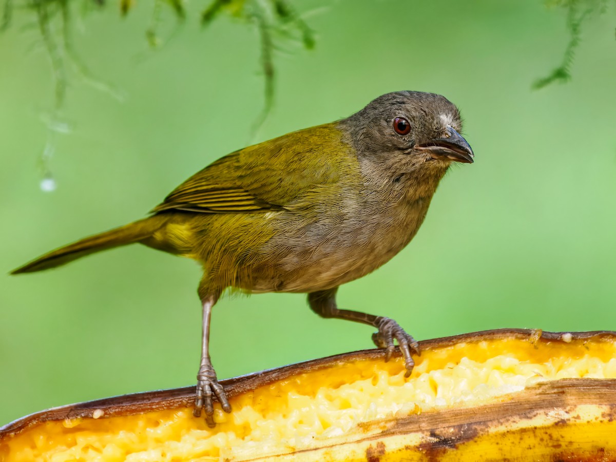 Dusky Chlorospingus - ML637826802