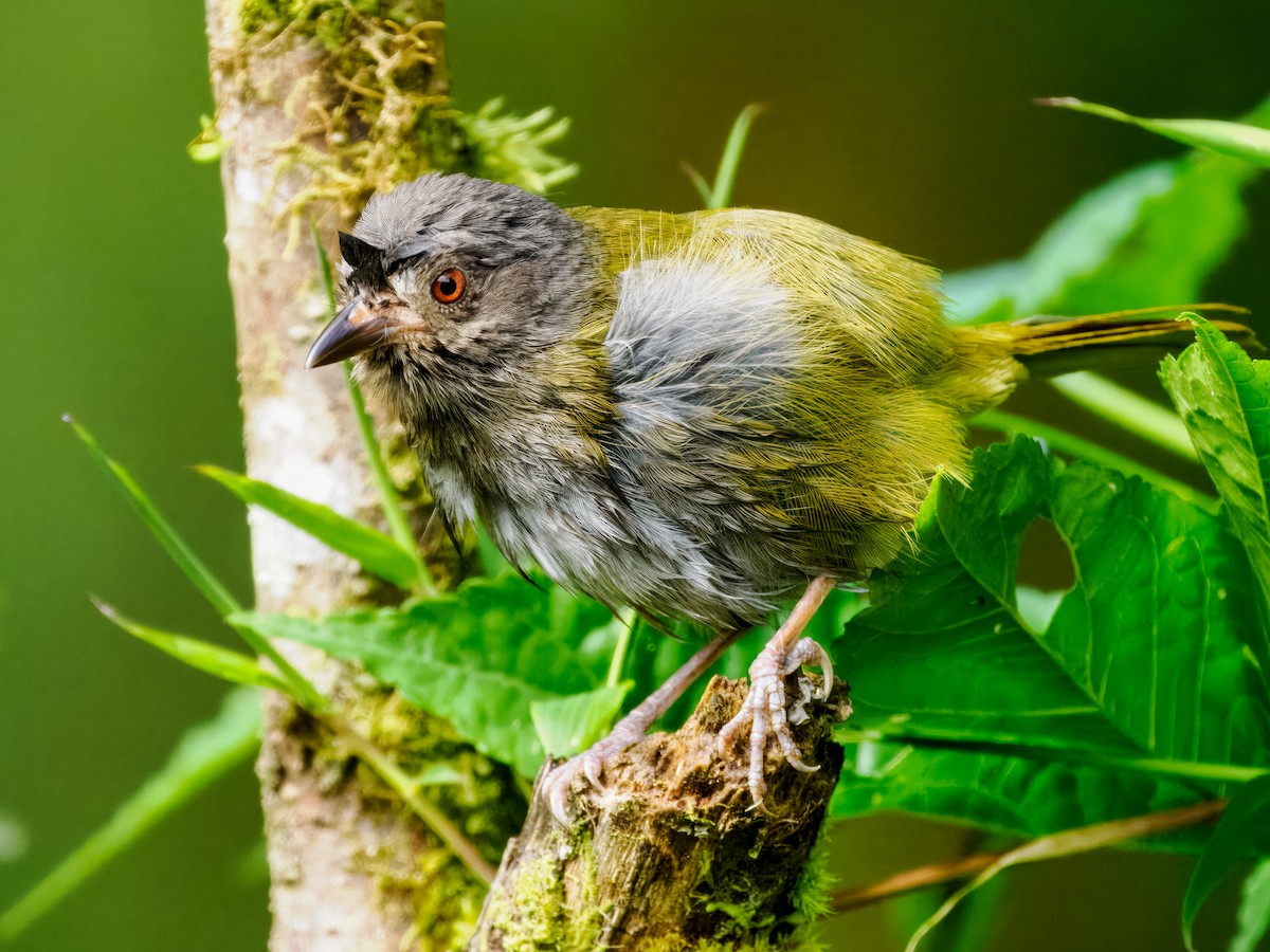 Dusky Chlorospingus - ML637826811