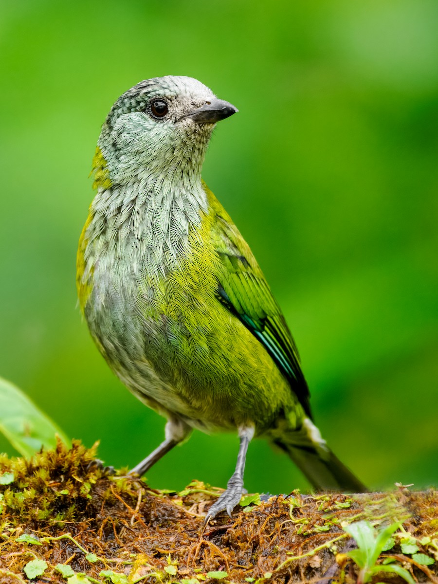 Black-capped Tanager - ML637826812
