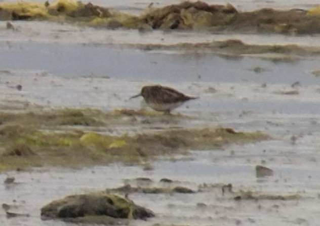 Broad-billed Sandpiper - ML637826821
