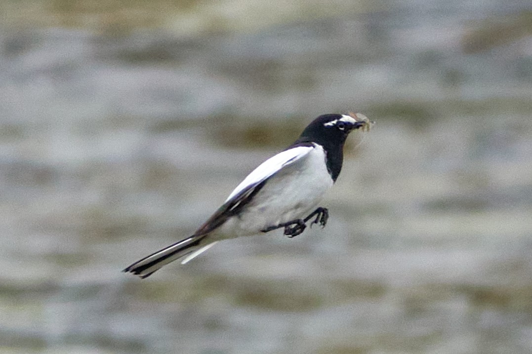 Japanese Wagtail - ML637826861