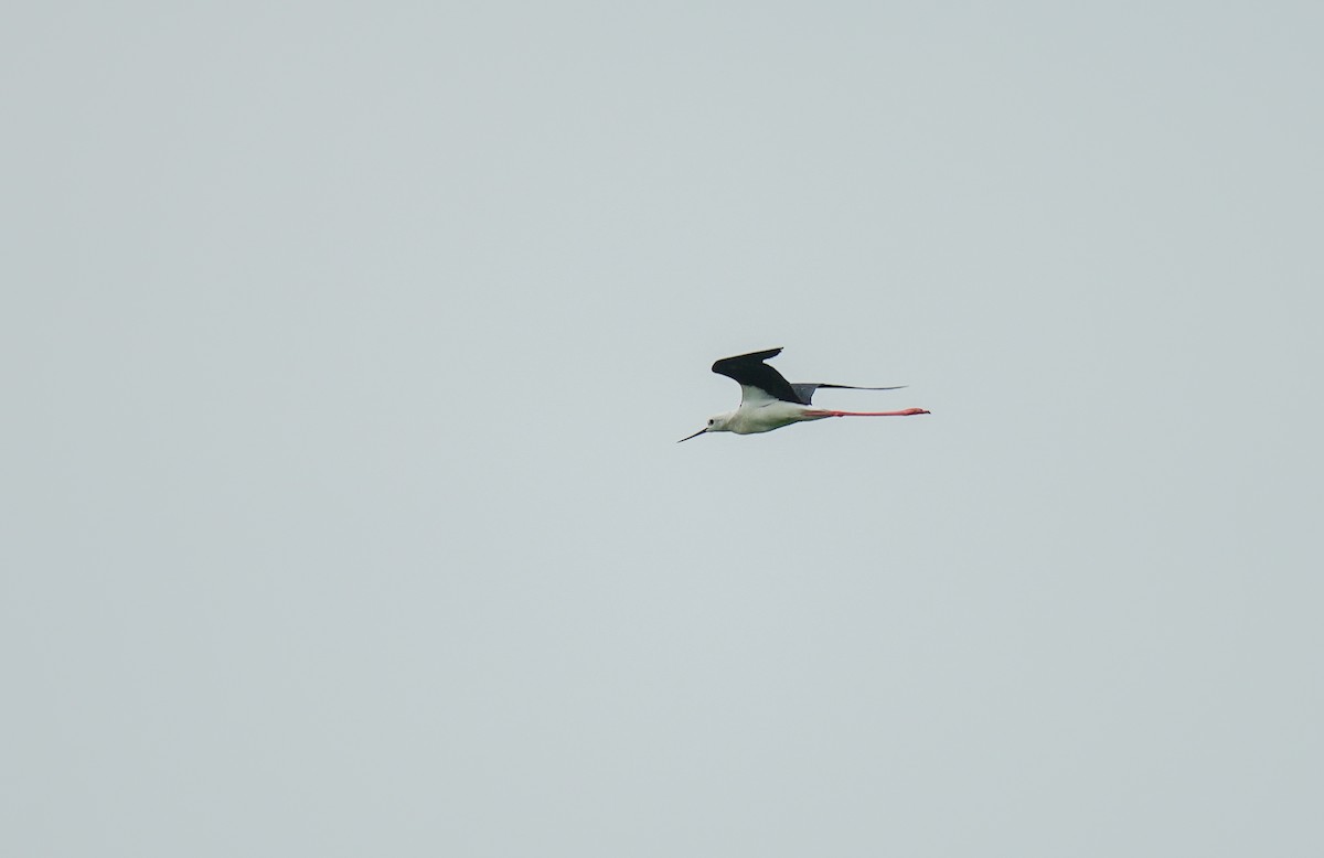 Black-winged Stilt - ML637826869