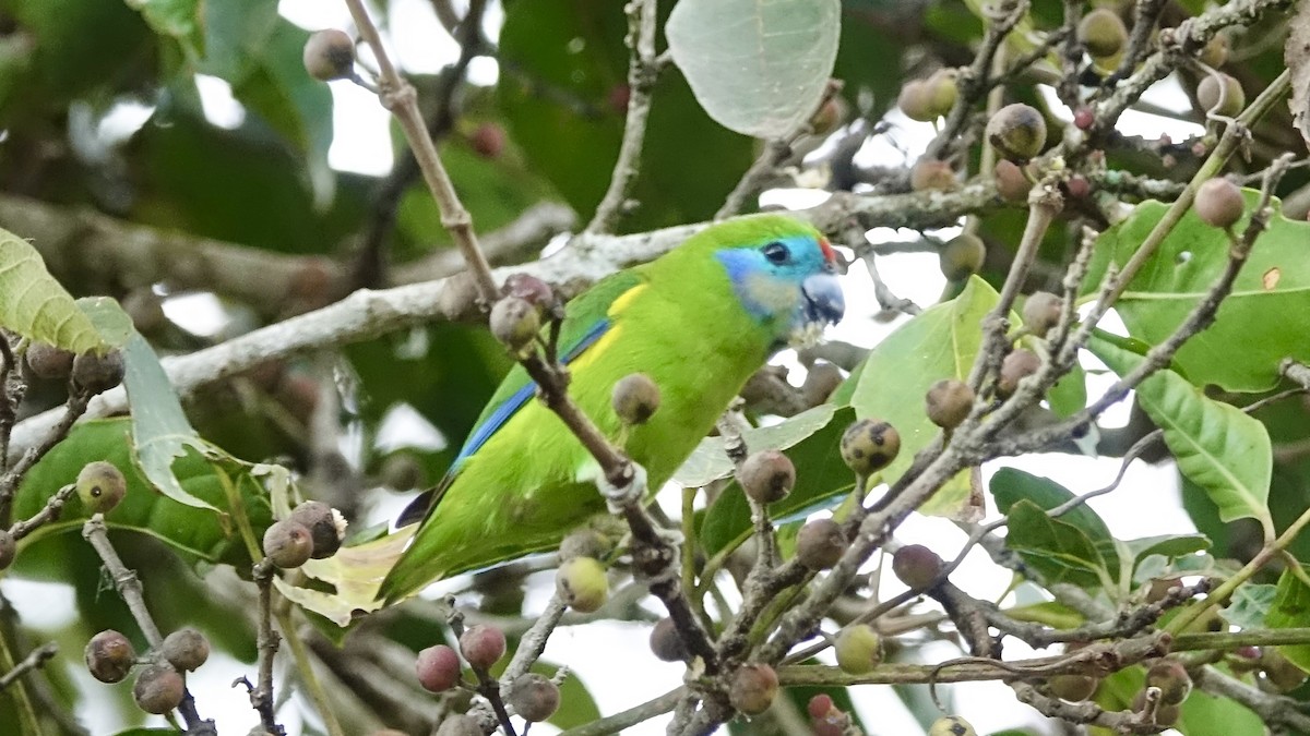 Double-eyed Fig-Parrot (Double-eyed) - ML637826886