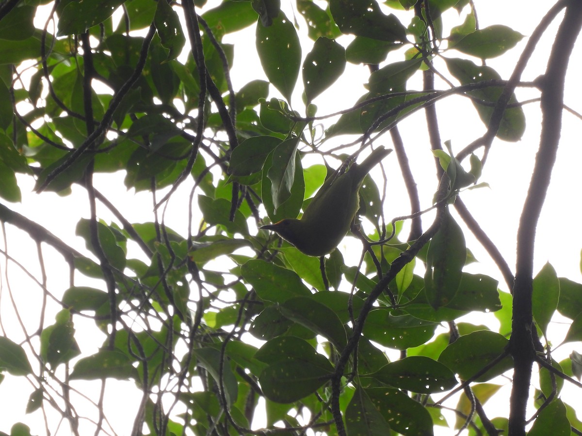 Golden-fronted Leafbird - ML637826893