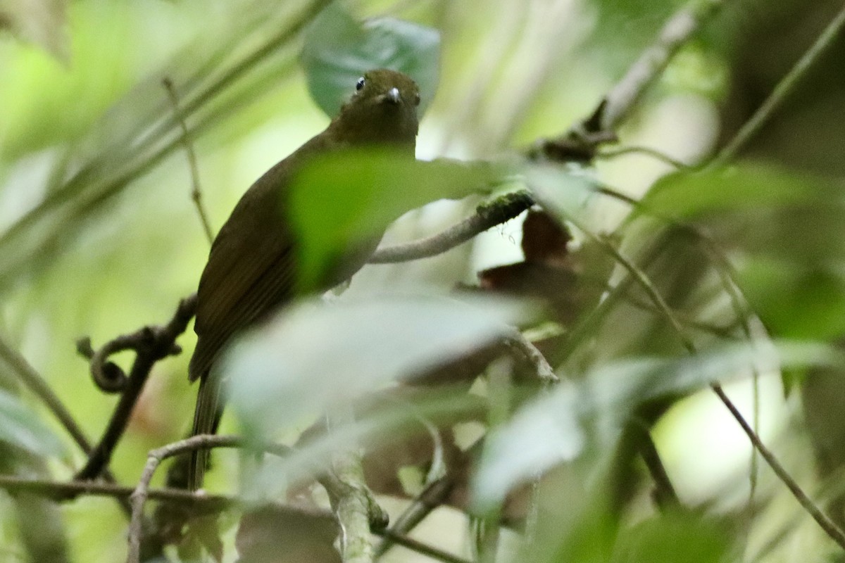 Northern Schiffornis - ML637826894