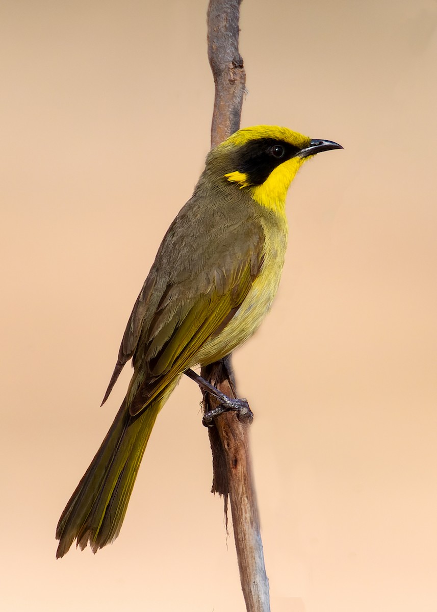 Yellow-tufted Honeyeater - ML637826896