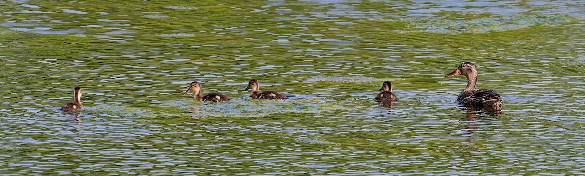 Mallard - ML637826908