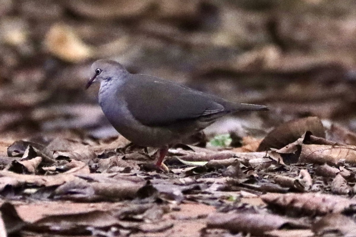 Gray-chested Dove - ML637826955