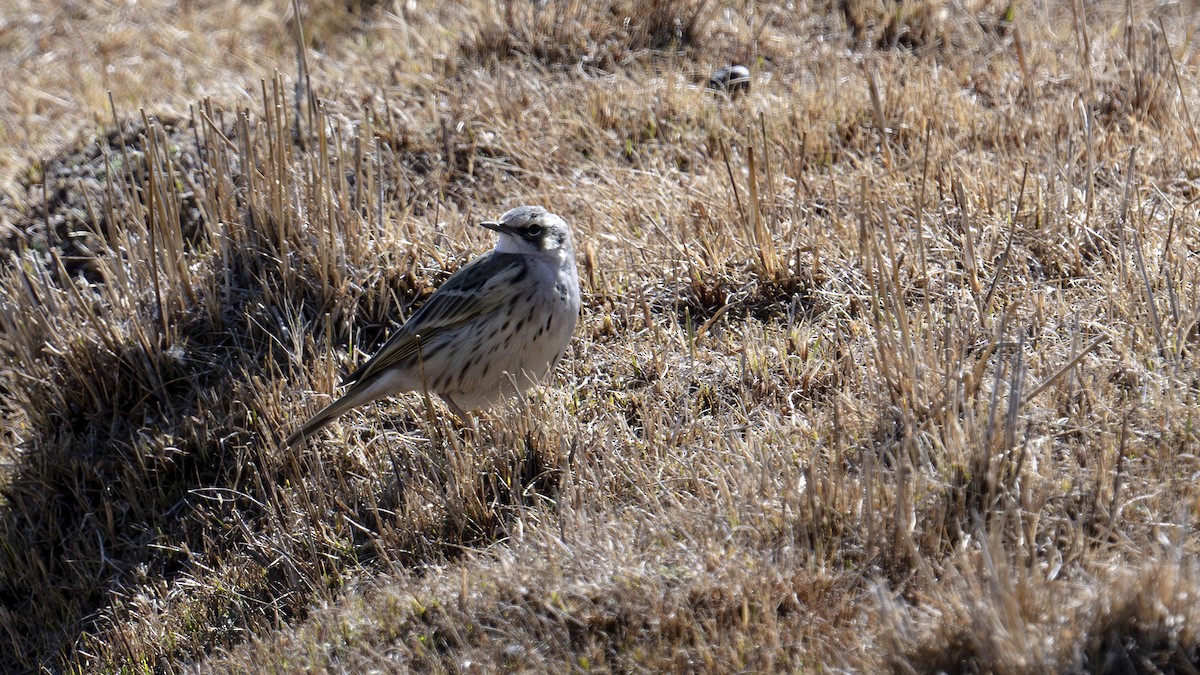Rosy Pipit - ML637826956