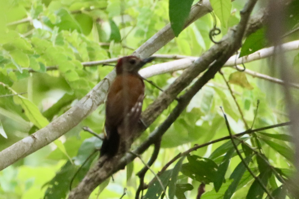 Smoky-brown Woodpecker - ML637826978