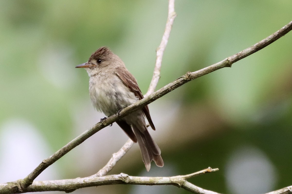 Northern Tropical Pewee - ML637826993