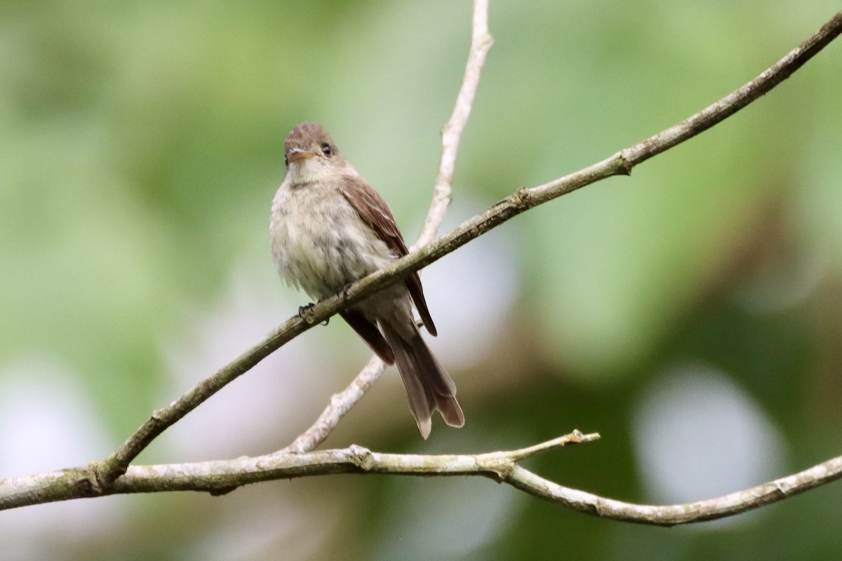 Northern Tropical Pewee - ML637826995