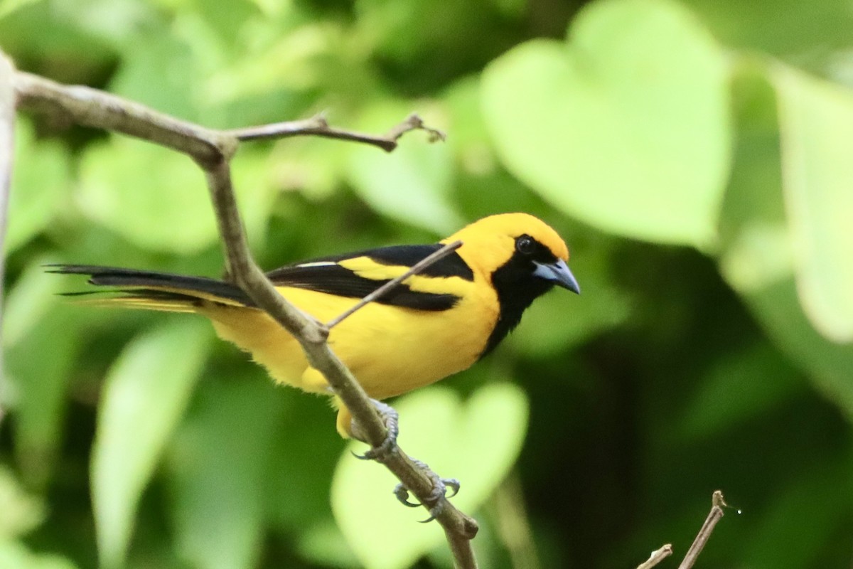 Yellow-tailed Oriole - ML637827007