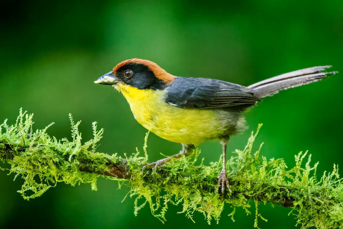 Yellow-breasted Brushfinch (Yellow-breasted) - ML637827020