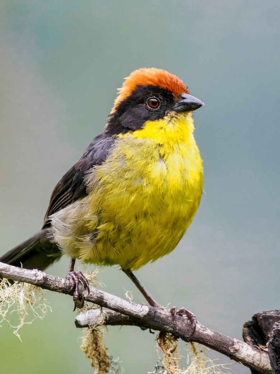Yellow-breasted Brushfinch (Yellow-breasted) - ML637827022