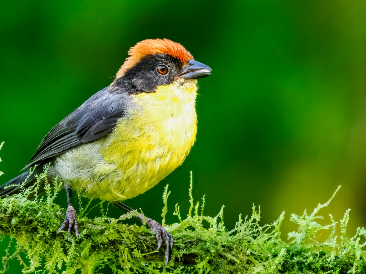Yellow-breasted Brushfinch (Yellow-breasted) - ML637827023