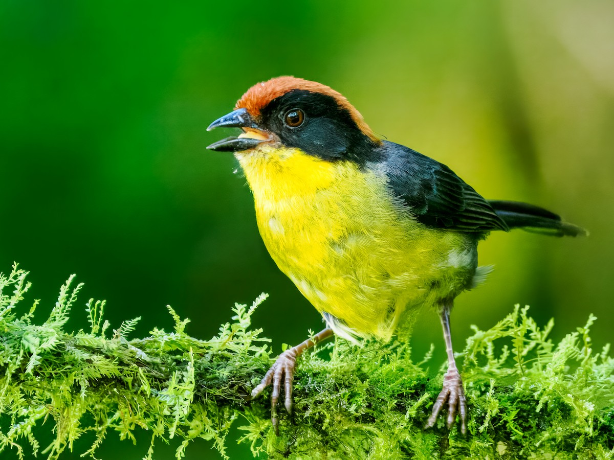 Yellow-breasted Brushfinch (Yellow-breasted) - ML637827024