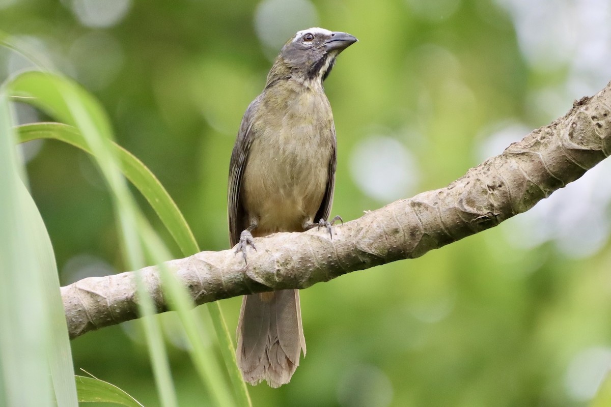 Cinnamon-bellied Saltator - ML637827028