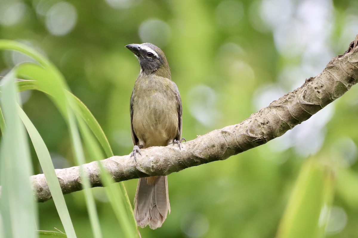 Cinnamon-bellied Saltator - ML637827029