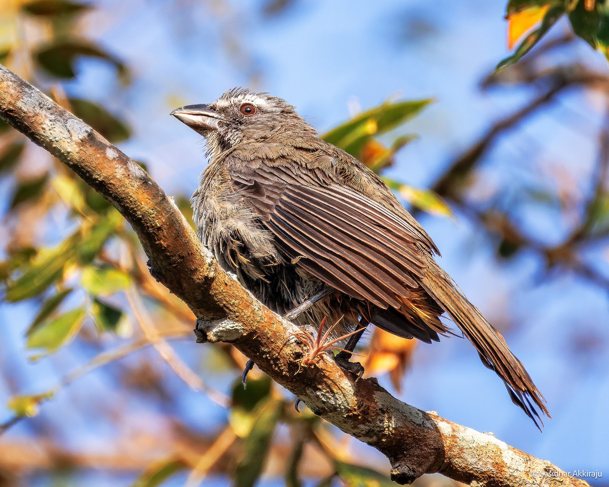 Cinnamon-bellied Saltator - ML637827052