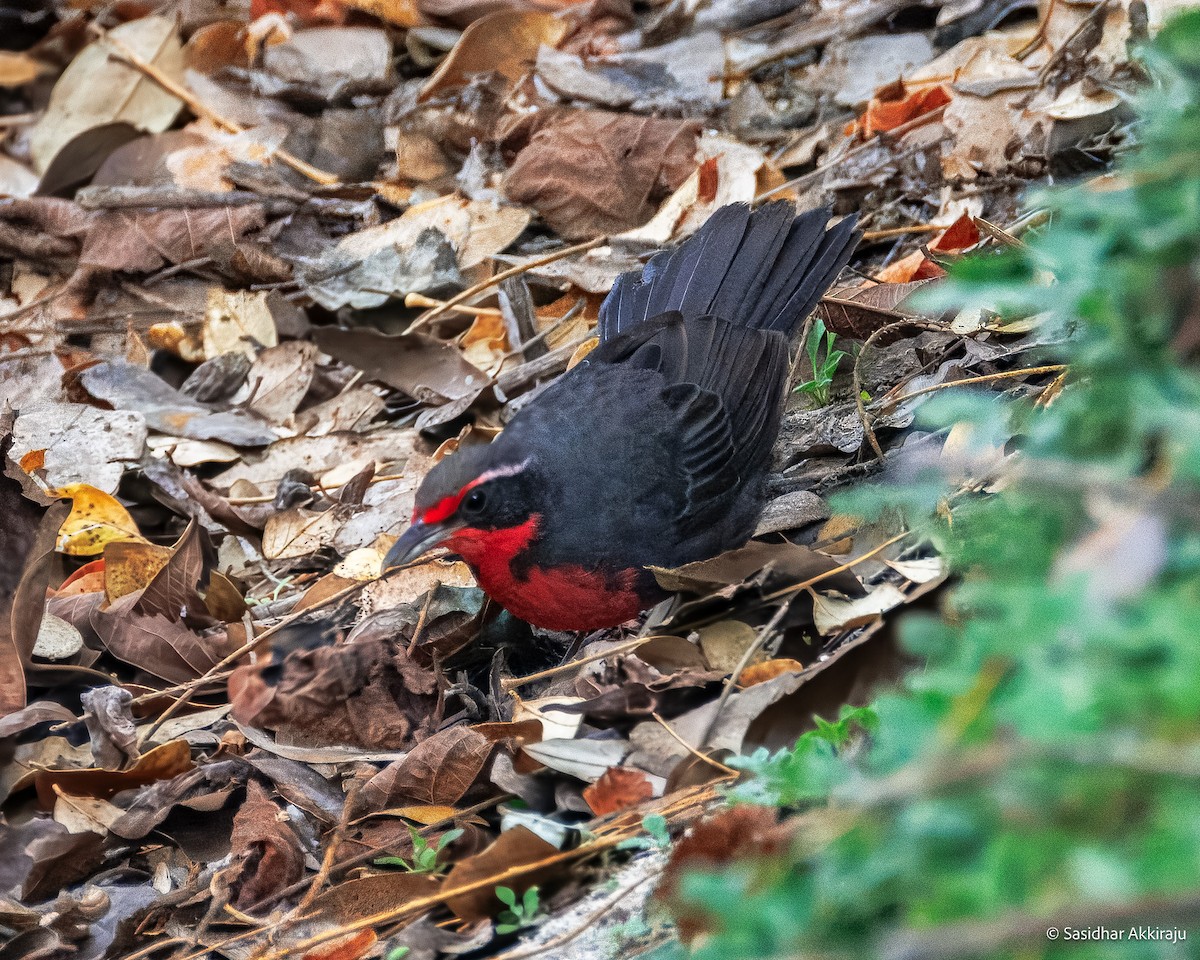 Rosy Thrush-Tanager - ML637827081