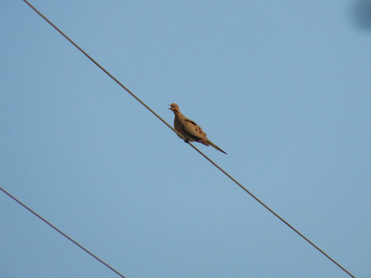 Carolinataube - ML637827153