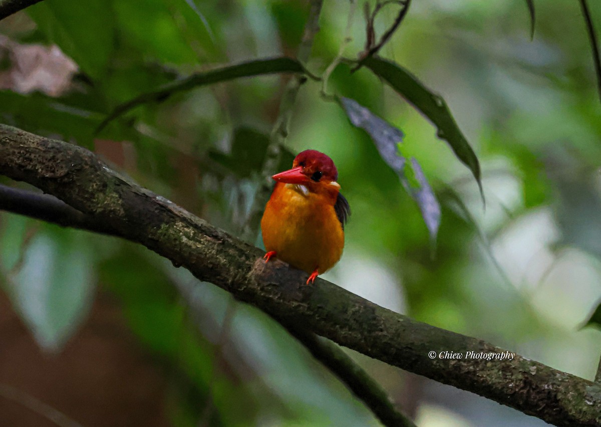 Rufous-backed Dwarf-Kingfisher - ML637827164