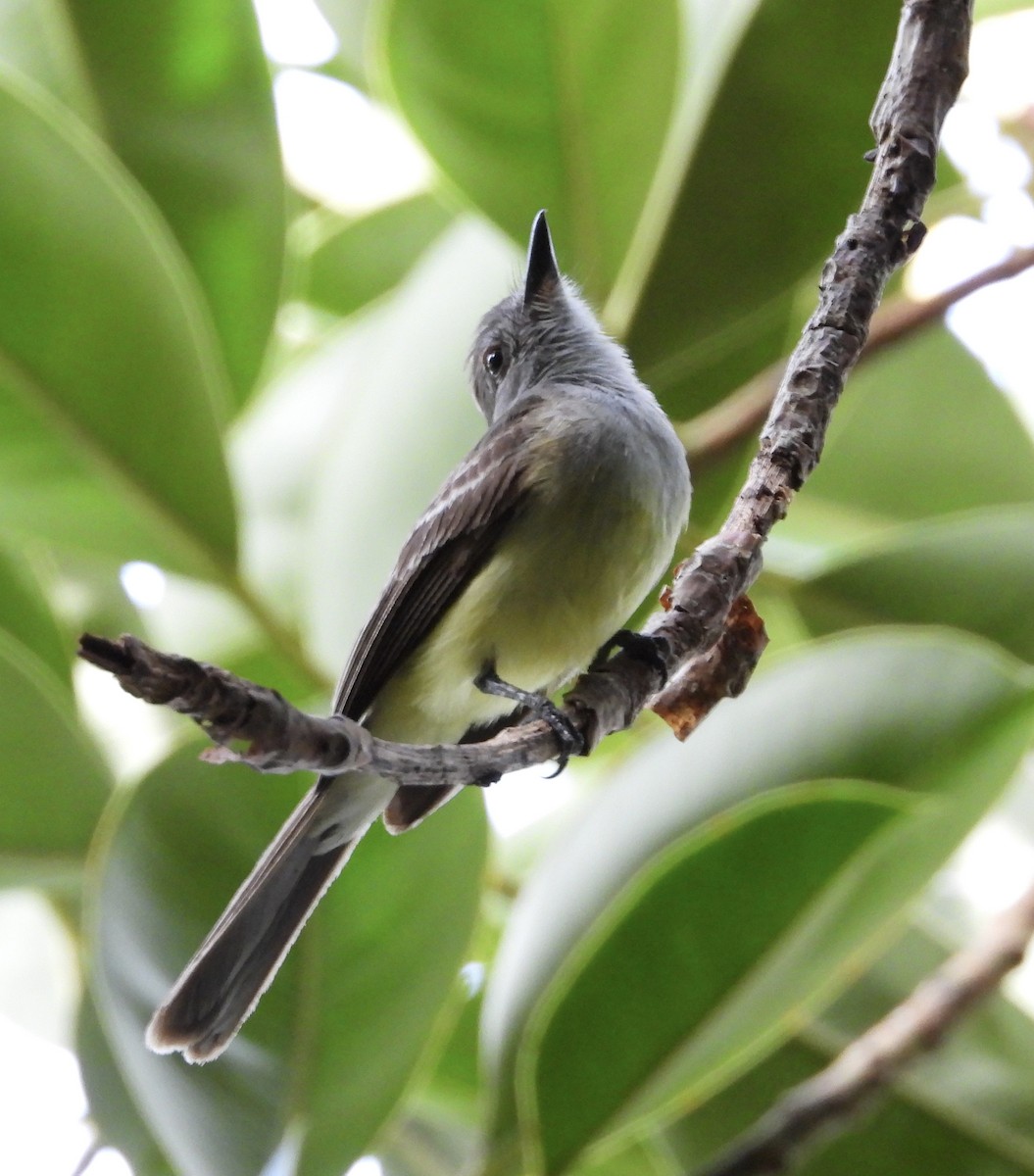 Panama Flycatcher - ML637827210
